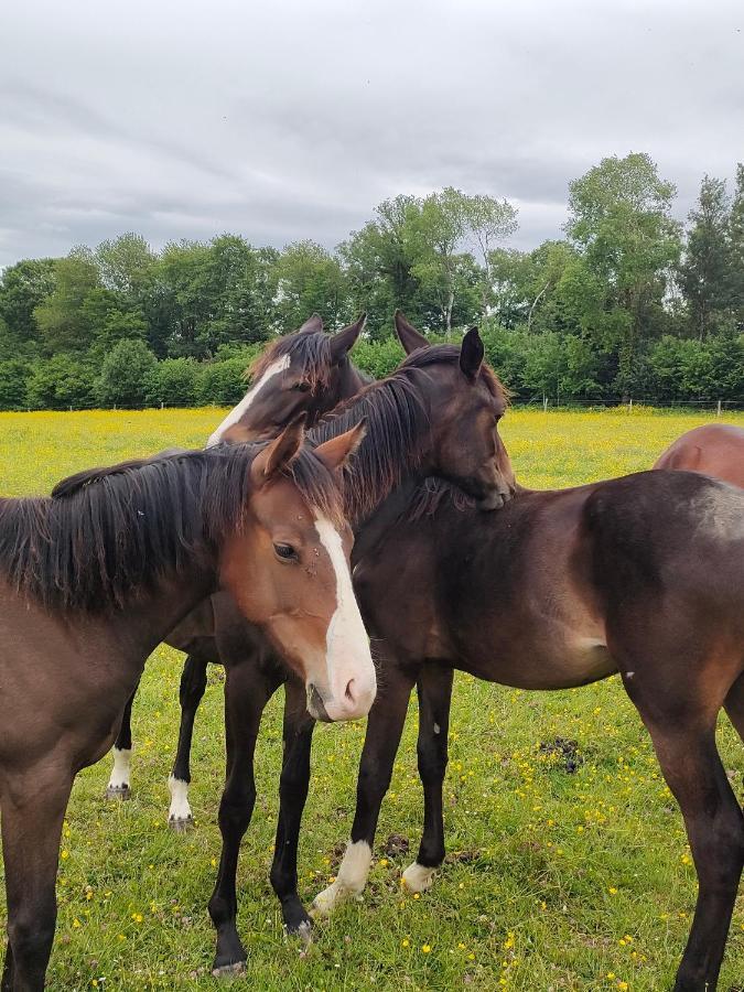 Haras Des Buissonnets Apartment Bois-Anzeray Luaran gambar
